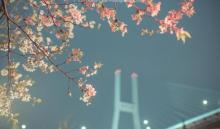 南浦大桥13