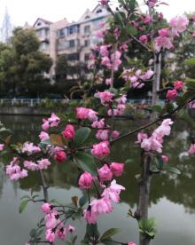 塘桥公园5