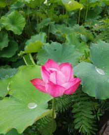 荷花池4
