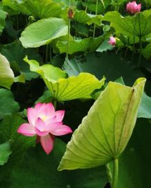 荷花池9