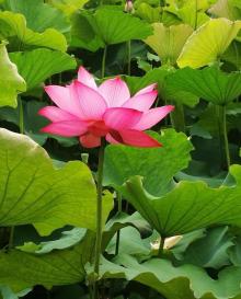 荷花池10