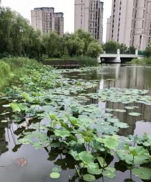 新江湾城公园28