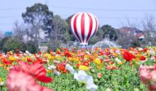 周浦花海20