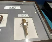 上海昆虫博物馆1