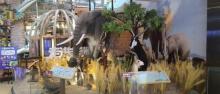 卡通尼・Safari非洲探索乐园(上海金桥店)2
