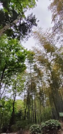 天马山公园20