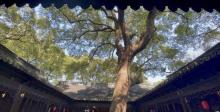 醉白池15