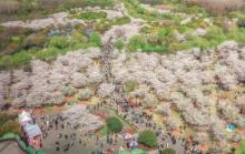 顾村公园11