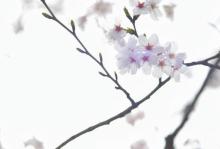 顾村公园8