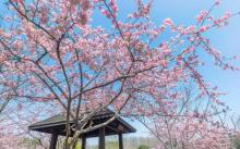 顾村公园1