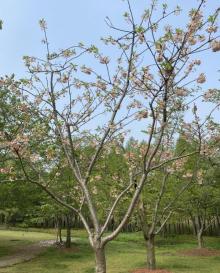 顾村公园28