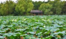 顾村公园7