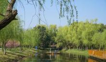 顾村公园9