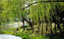顾村公园3