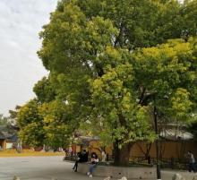 龙华寺27