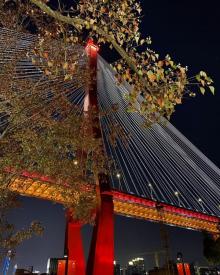 杨浦大桥23