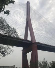 杨浦大桥30