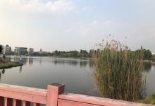金罗店美兰湖景区28