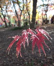 秋霞圃16