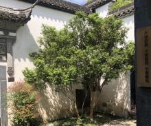 朵云书院(广富林店)5