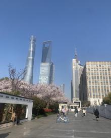 世纪大道樱桃园15