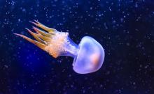 上海海洋水族馆6