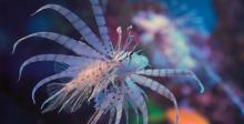 上海海洋水族馆16