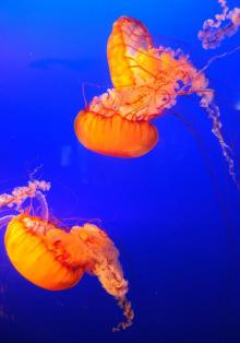 上海海洋水族馆22