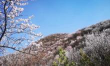 桃花谷3