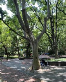 襄阳公园16