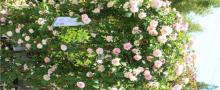 上房园艺・梦花源16