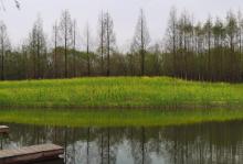 世博后滩湿地公园13
