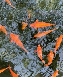 眼镜湖11