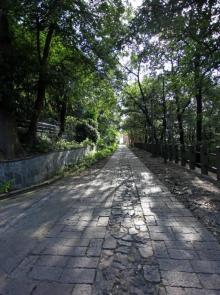 佘山国家森林公园11