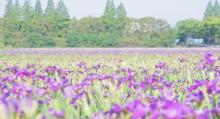 长兴岛郊野公园3
