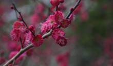 丁香花园12