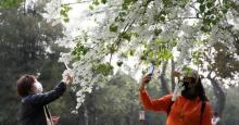 丁香花园18