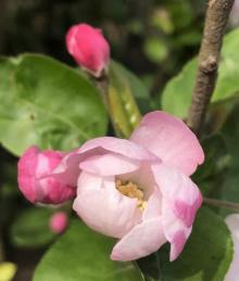 丁香花园19