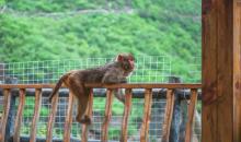 猴大王亲子乐园3