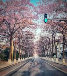 宏达北路桐花大道1