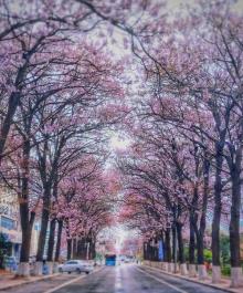 宏达北路桐花大道2