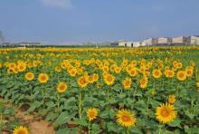 山田心农场7