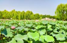 东升八家郊野公园1