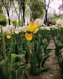 兴旺公园9