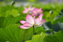 夏都公园4