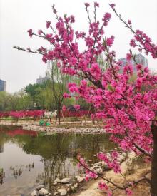 百子湾园9