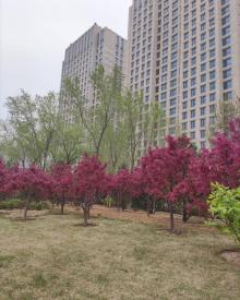 百子湾园7