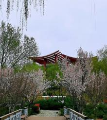 大运河森林公园-西园5
