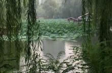 柳荫公园13
