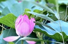 柳荫公园25